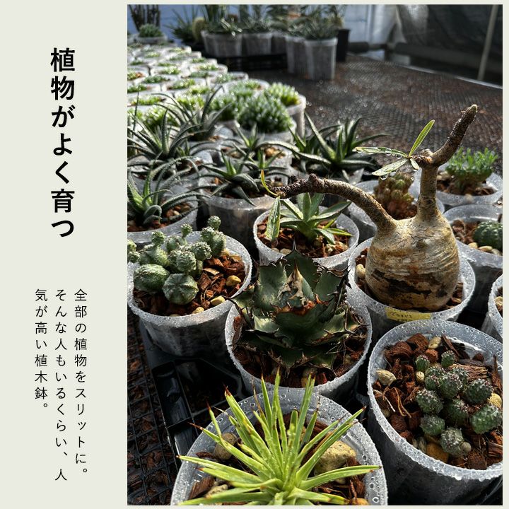 透明スリット鉢ネガミエル｜観葉植物の根が見える浅岡園芸