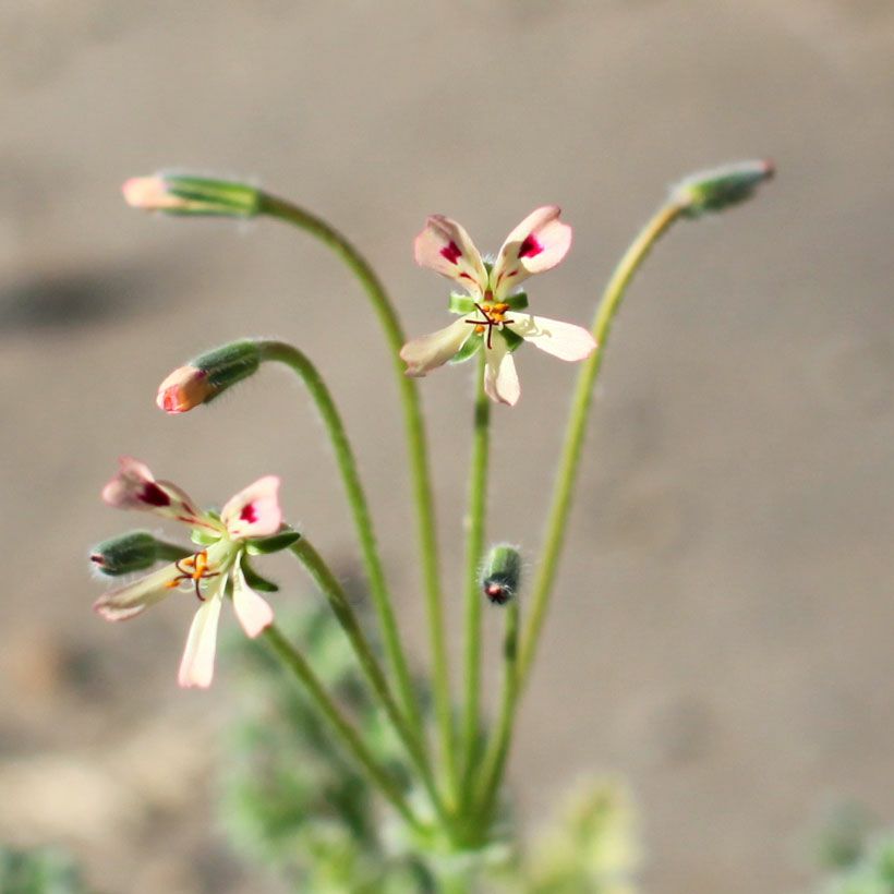 ペラルゴニウムッペンディクラツムの花