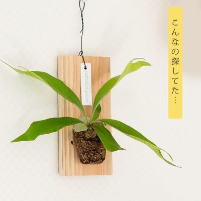 コウモリランの板付け（お手軽タイプ）
