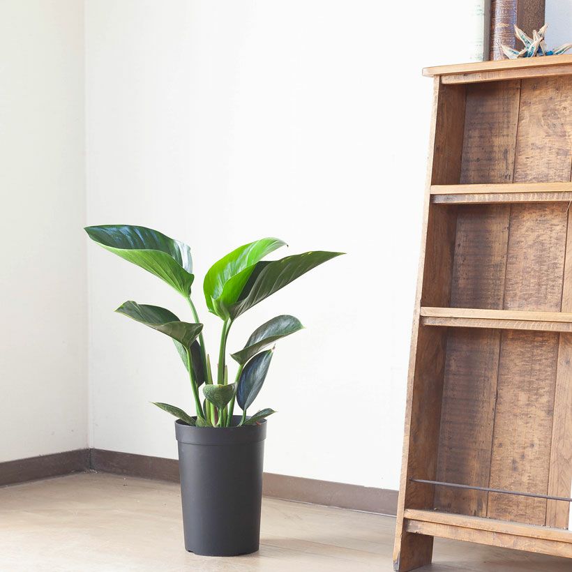 フィロデンドロン「アップル」ストレチアのように美しい品種