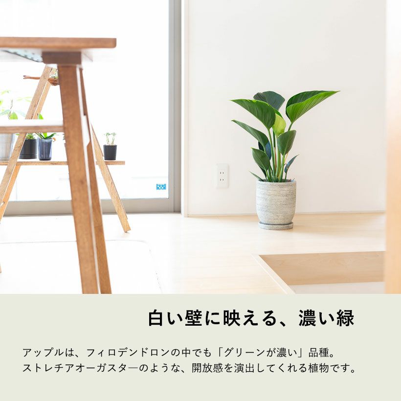 超激レア　アウストロカクタス　FN付き苗色々　４０株セット 超激レア アウストロカクタス FN付き苗色々 40株セット 楽天市場】【S】