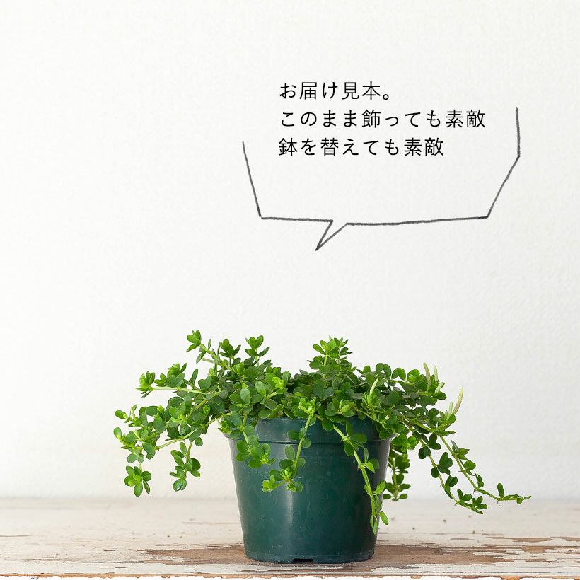 花穂を沢山あげるペペロミア（花は鑑賞価値が低いので切り取る）