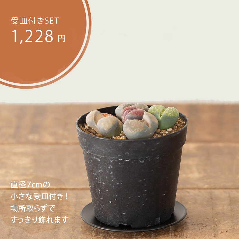 植え替えしやすいリトープス2.5号鉢｜扱いやすいサイズe-花屋