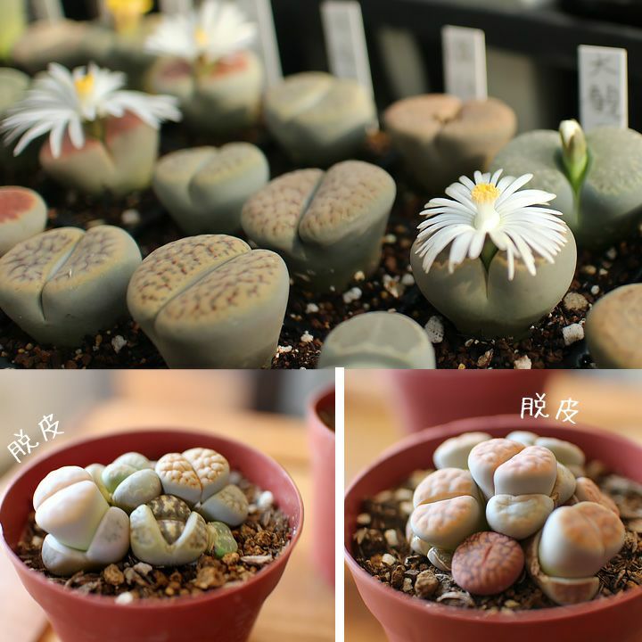 植え替えしやすいリトープス2.5号鉢｜扱いやすいサイズe-花屋