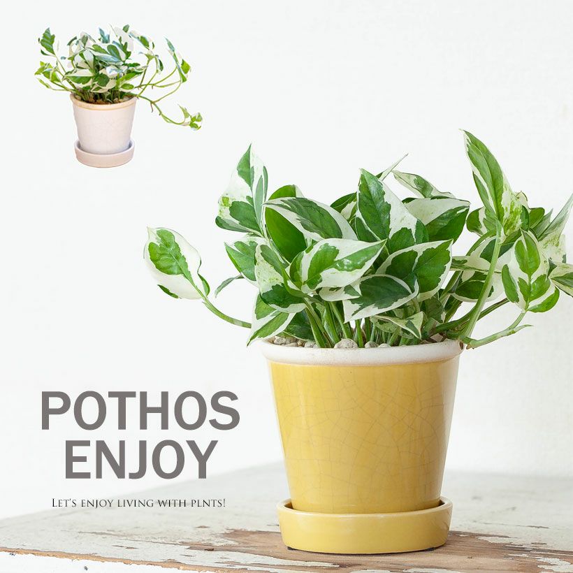 ポトスエンジョイ｜黄色の陶器鉢（成長ゆっくりお勧めお品種）