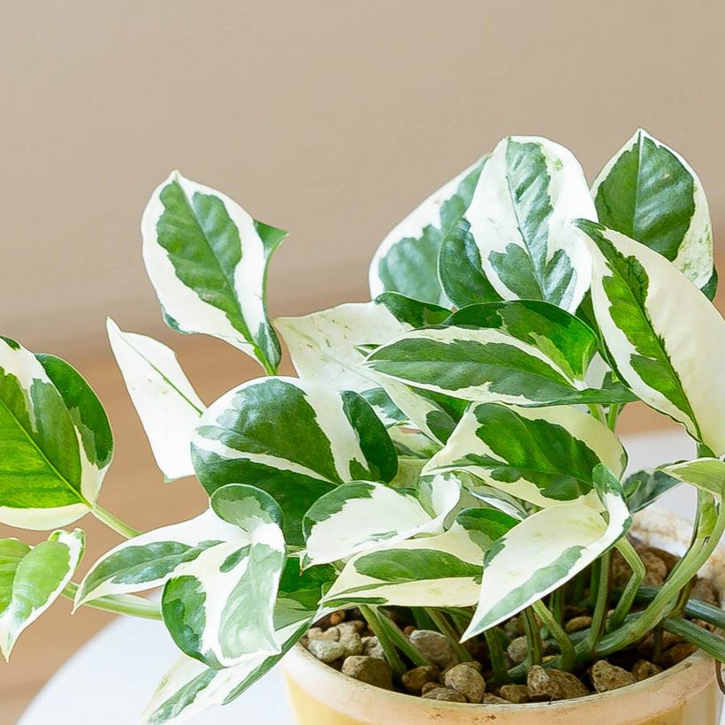 ポトスエンジョイ｜黄色の陶器鉢（成長ゆっくりお勧めお品種）