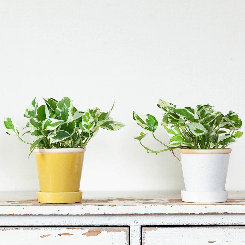 ポトスエンジョイ｜黄色の陶器鉢（成長ゆっくりお勧めお品種）