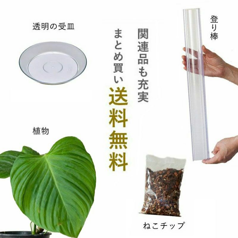 根が見える｜透明スリット鉢。浅岡園芸ポトス革命チャンネル開発