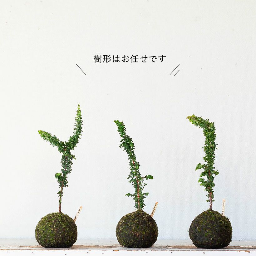 石化ヒノキ（桧）盆栽苔玉風｜挿し木から3年シノブゴケ仕様