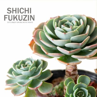 七福神親株　子たくさん　 多肉植物 楽天市場】エケベリア 七福神 多肉植物 タニクショクブツ 草幅