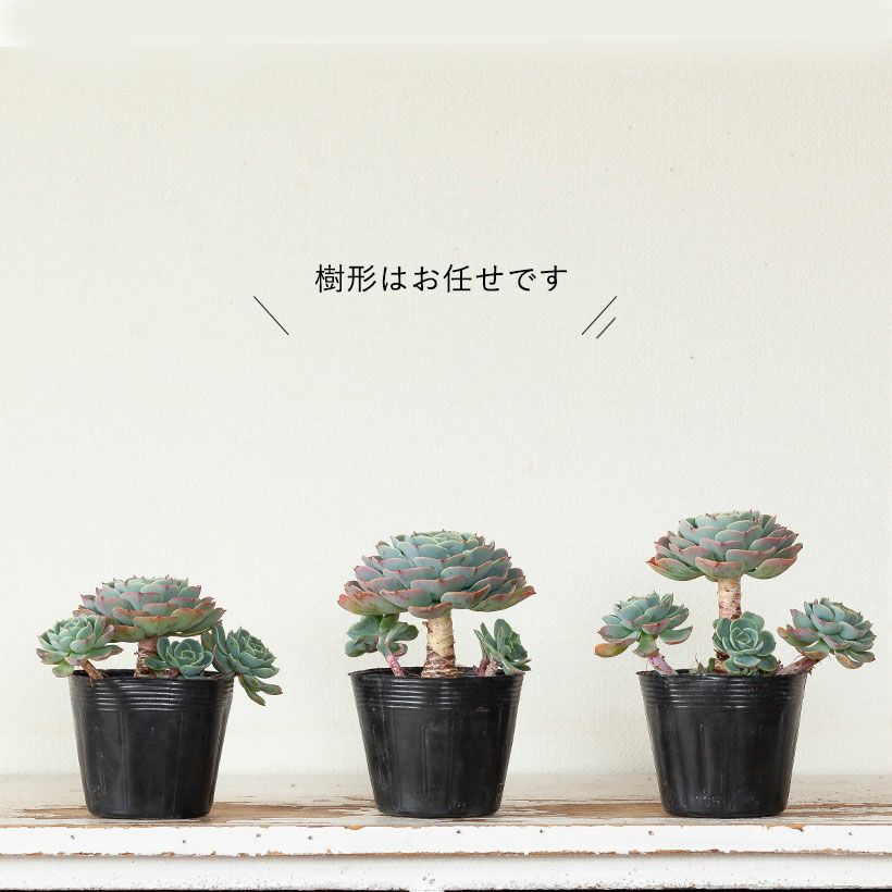 エケベリア七福神（しちふくじん）子株で殖やせる多肉植物