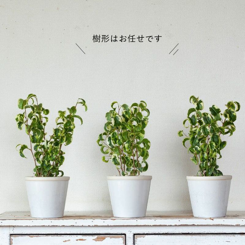 フィカス 斑入り 観葉植物 ベンジャミン シタシオン 明るい