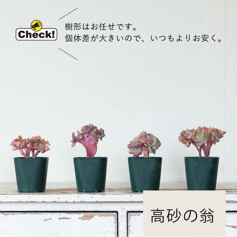 Top【選抜株】多肉植物21309 ブラック　ビューティー綴化24個鉢無し/脱土 綴化（てっか）多肉植物コレクション育て方付き｜e-花屋さん