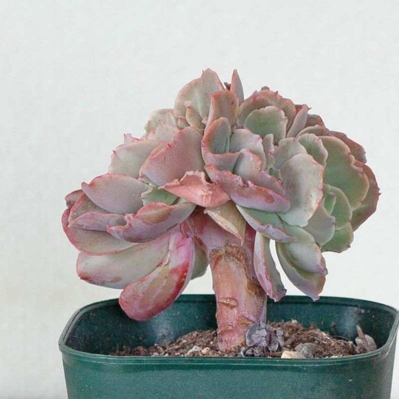 綴化（てっか）多肉植物コレクション育て方付き｜e-花屋さん
