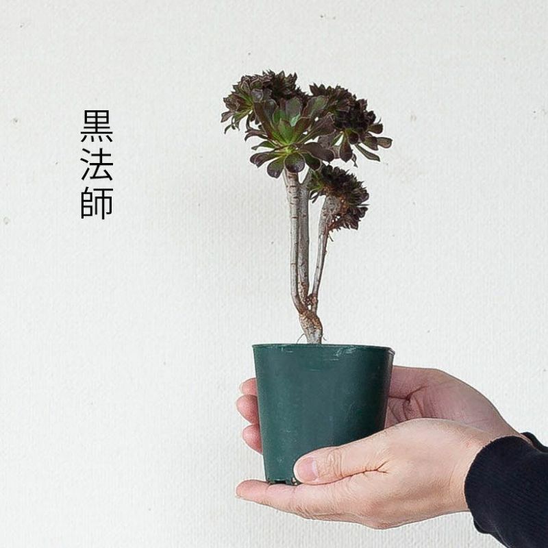 綴化（てっか）多肉植物コレクション育て方付き｜e-花屋さん