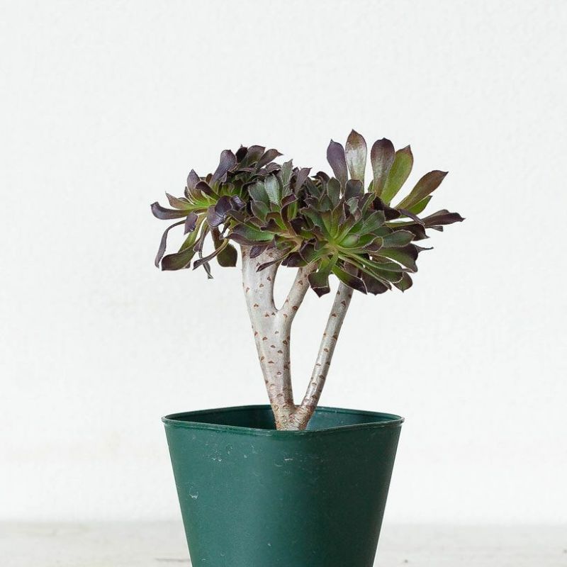 Top【選抜株】多肉植物21309 ブラック　ビューティー綴化24個鉢無し/脱土 綴化（てっか）多肉植物コレクション育て方付き｜e-花屋さん