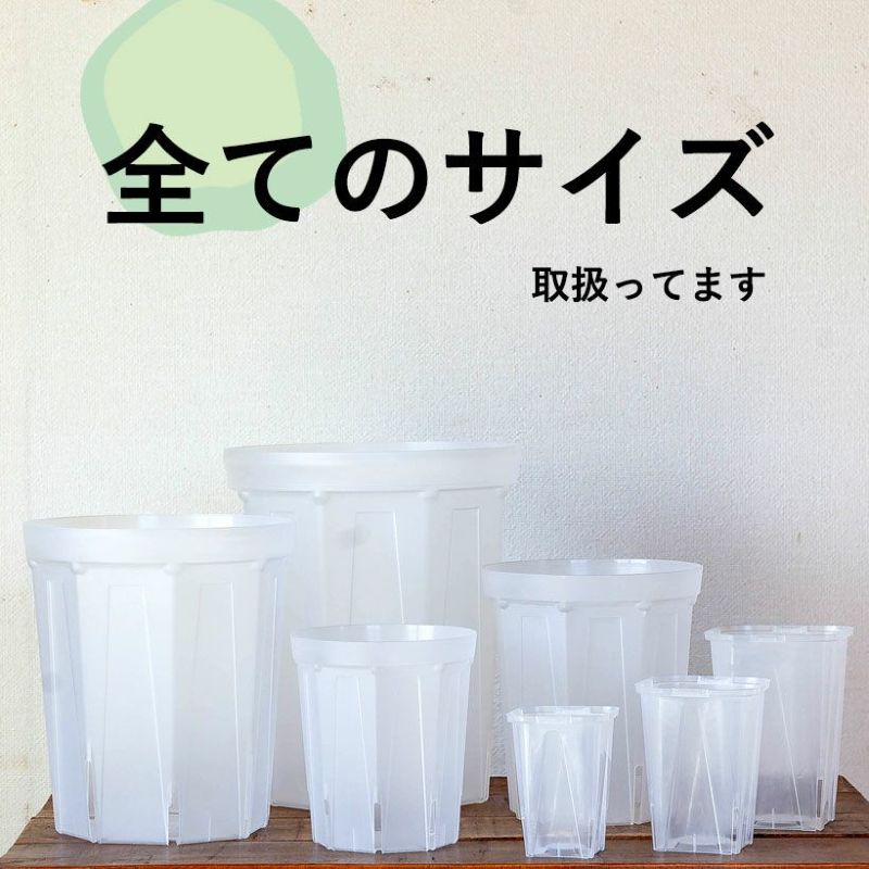 【発根済】陽炎・コンパクト美株/鉢ごと発送 TSKUYOMI 10W ゴールド ブロンズ（ツクヨミLED 10W）AKADAMACHAN
