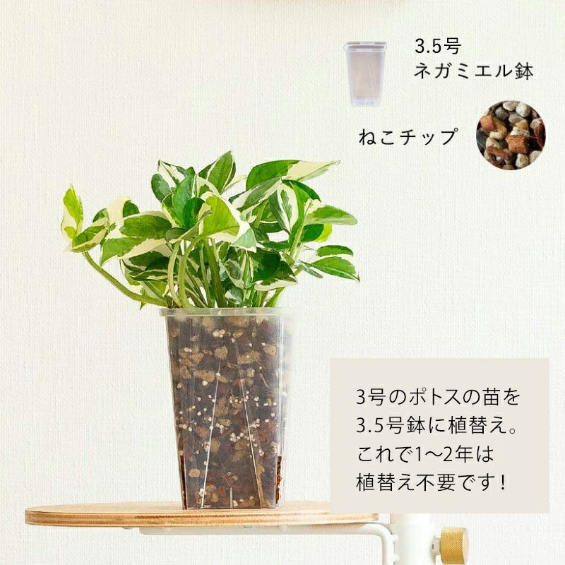 スリット鉢（透明）おしゃれで実用性も高いロングタイプ｜e-花屋