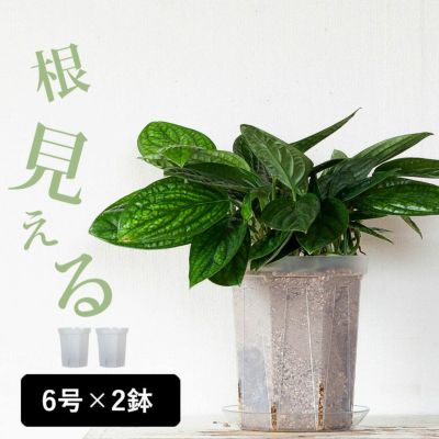 透明スリット鉢ロング大きめ6号サイズ｜観葉植物のネガミエル