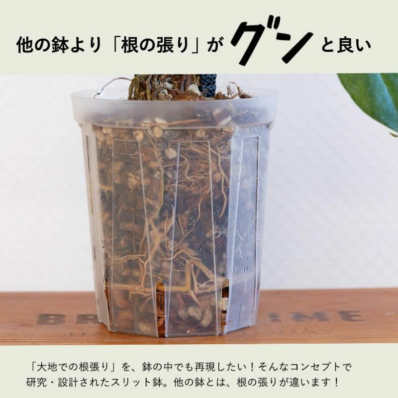 透明スリット鉢ロング大きめ6号サイズ｜観葉植物のネガミエル