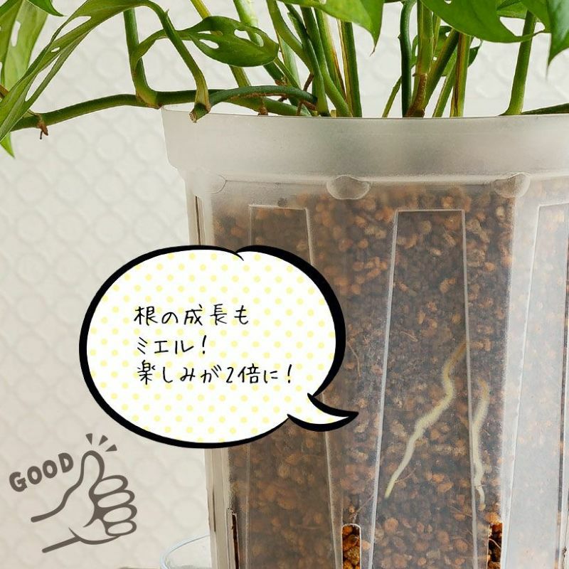 透明スリット鉢ロング大きめ6号サイズ｜観葉植物のネガミエル