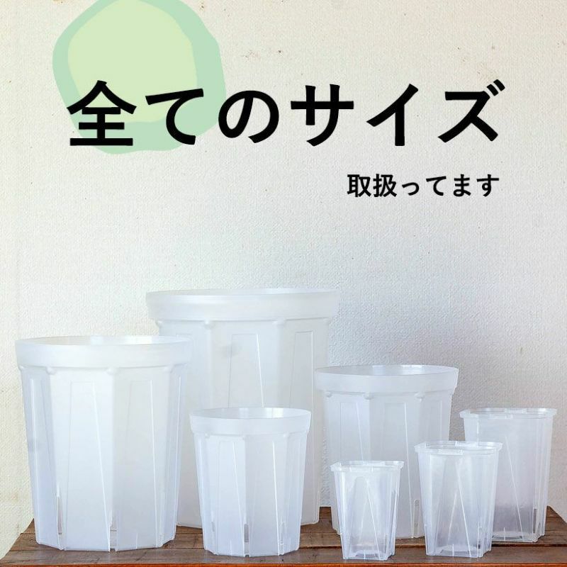 hiroakin➀アリアドネ大苗　６号スリット鉢モ4芽 NEgamieruネガミエル 浅岡園芸さんの透明スリット鉢4号 | Garden