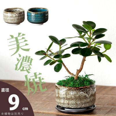 美濃焼の抹茶碗で、植物を愛でるSサイズ（Made in JAPAN植木鉢）