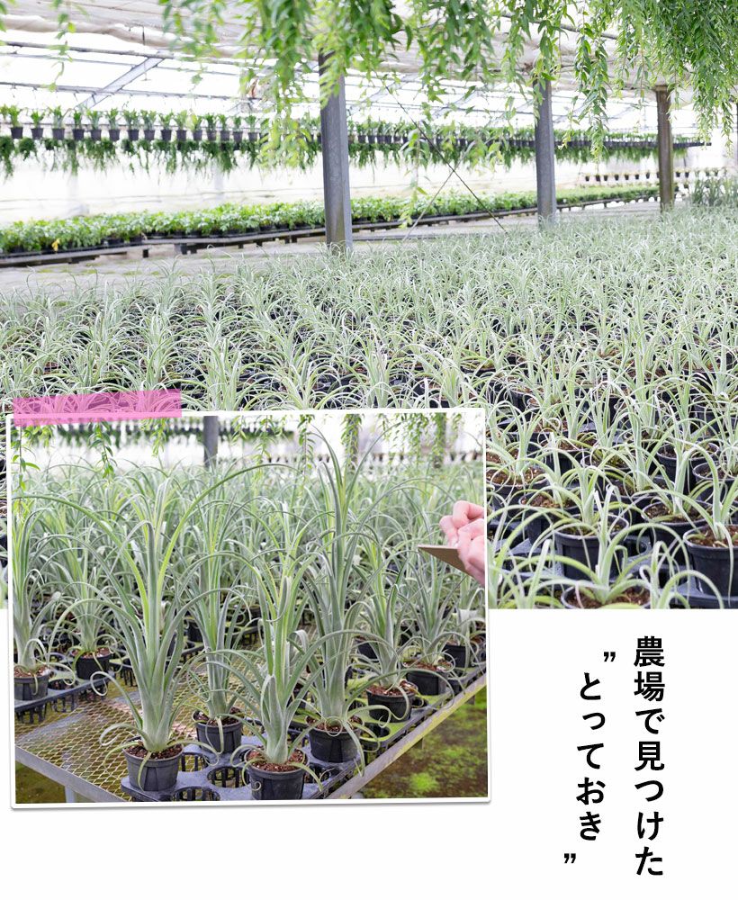 チランジアカーリースリム｜鉢植えエアプランツ葉カールする品種