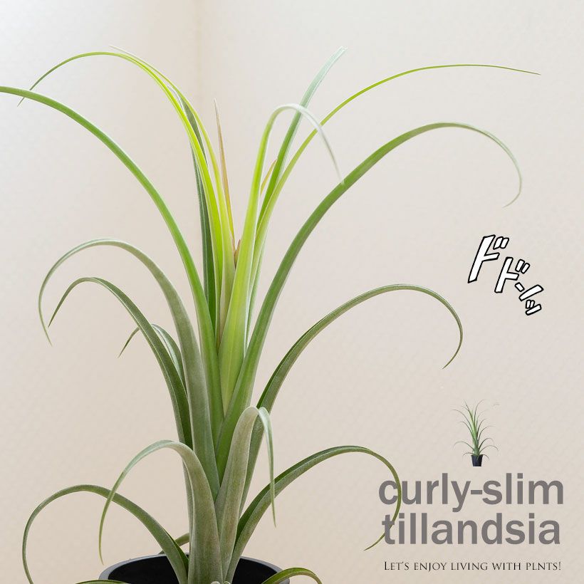 チランジアカーリースリム｜鉢植えエアプランツ葉カールする品種