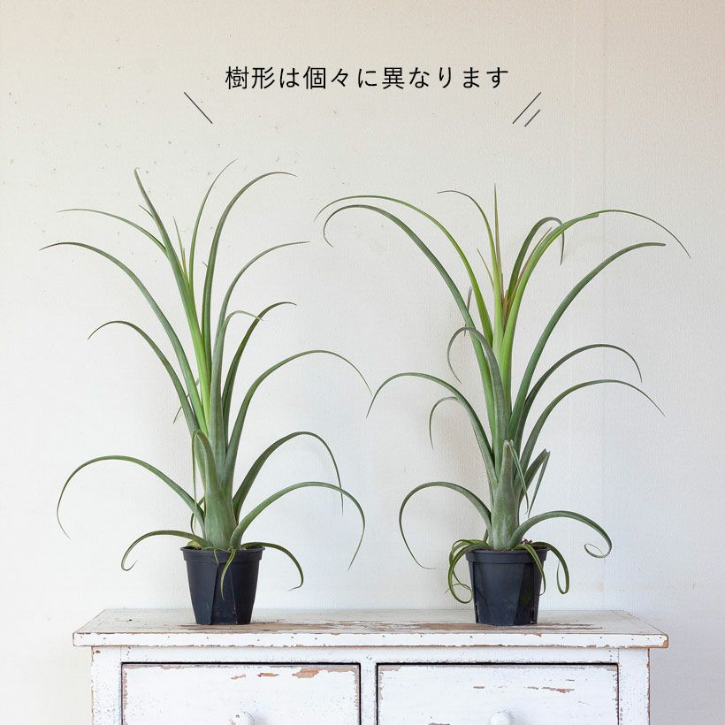 チランジアカーリースリム｜鉢植えエアプランツ葉カールする品種