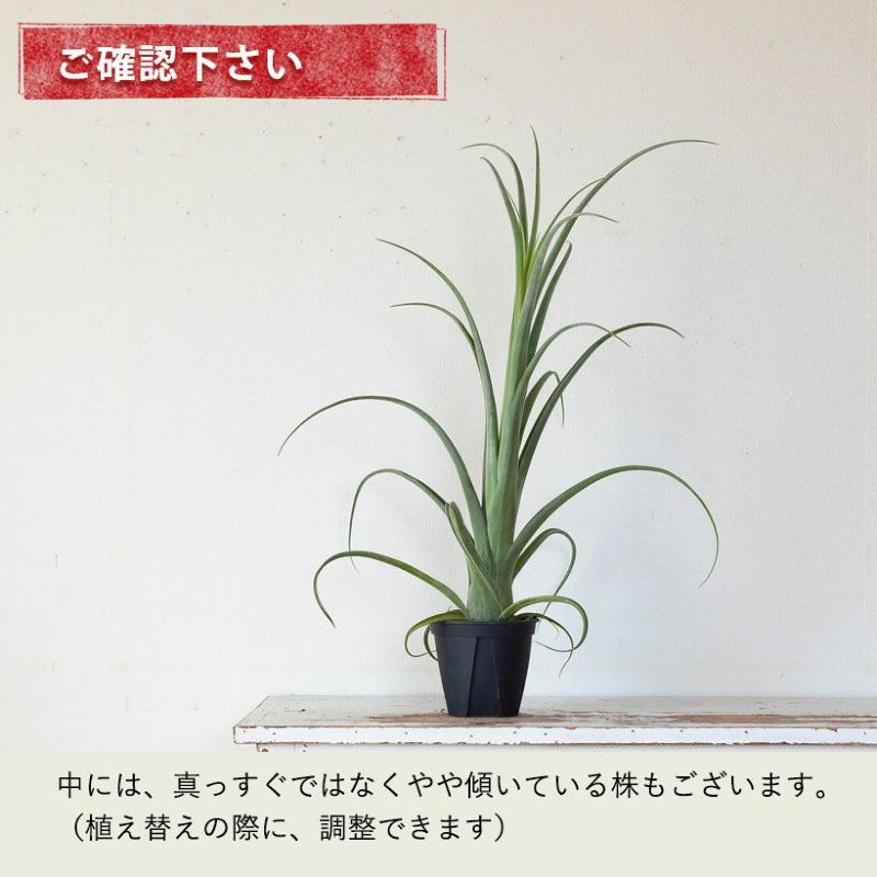 チランジア カーリースリム Tillandsia Curly Slim (Tillandsia