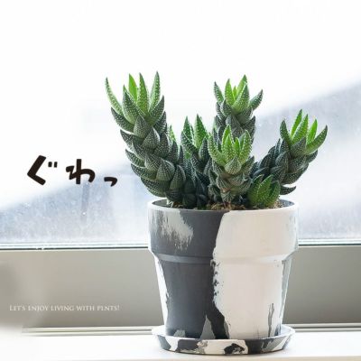 ハオルチア・カルウィニー（九輪塔）