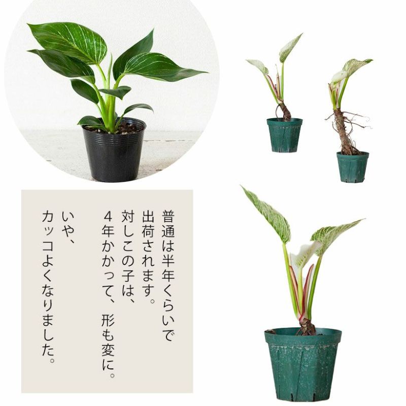 幹上がり観葉植物｜フィロデンドロン・バーキン白斑が美しい