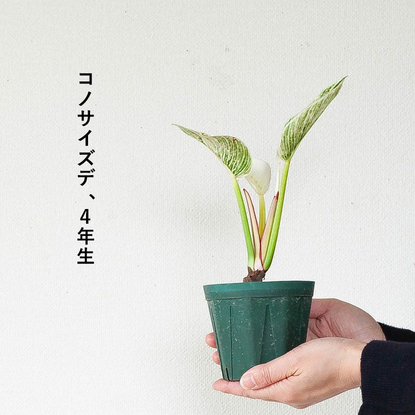 幹上がり観葉植物｜フィロデンドロン・バーキン白斑が美しい