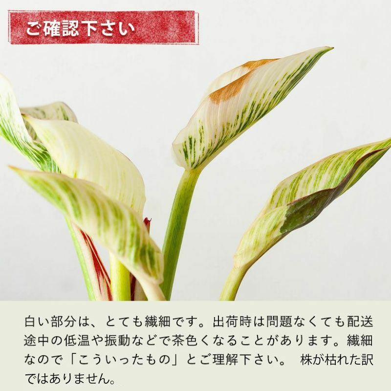 幹上がり観葉植物｜フィロデンドロン・バーキン白斑が美しい