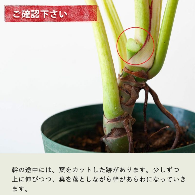 幹上がり観葉植物｜フィロデンドロン・バーキン白斑が美しい