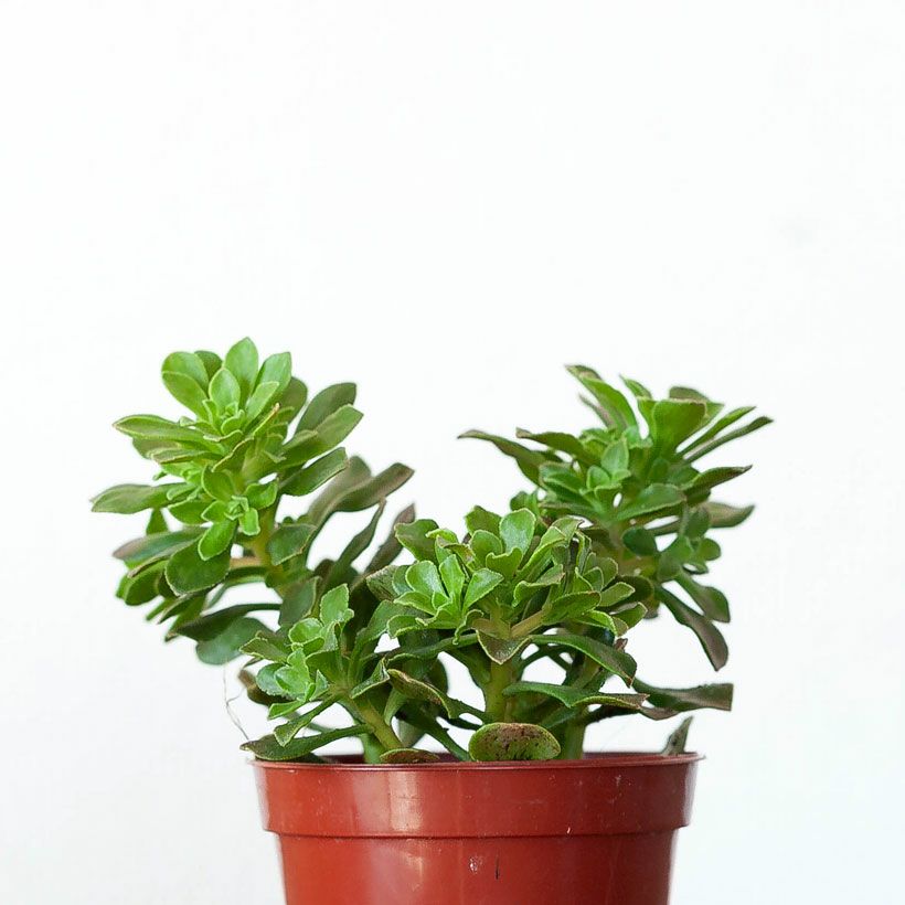 多肉植物　アエオニウム　チョコチップ　B 多肉植物アエオニウムチョコチップB 多肉植物 アエオニウム チョコチップ B