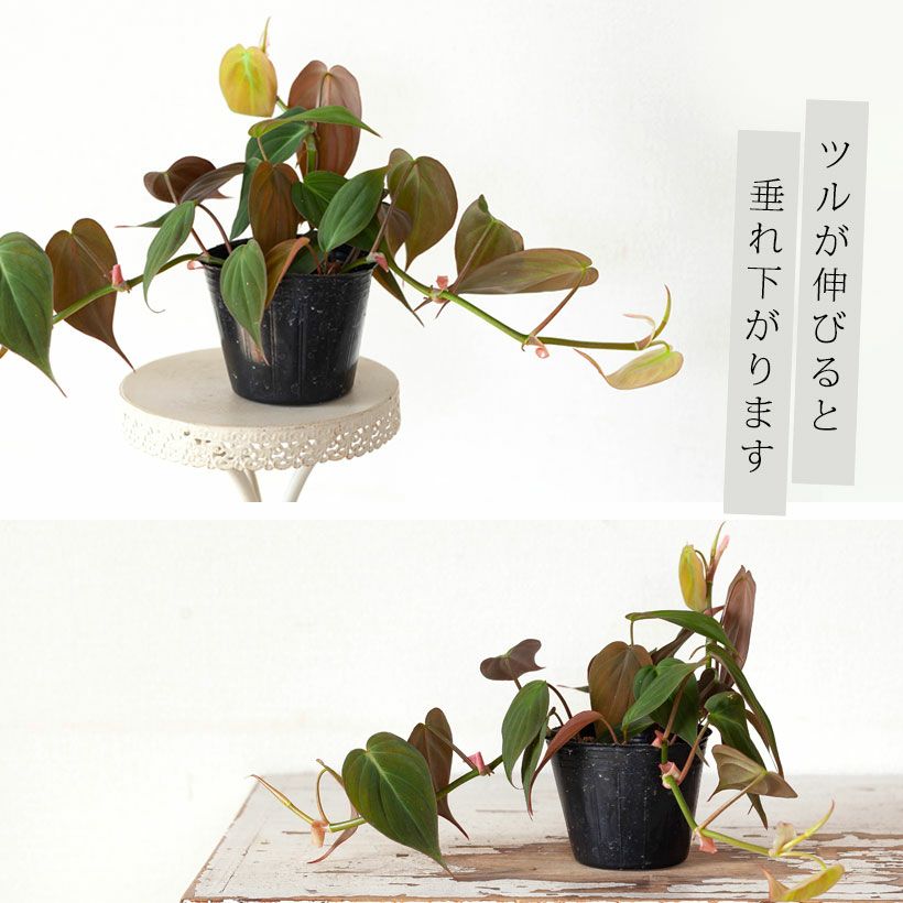 フィロデンドロンミカンス｜ベルベット質感のツル性リーフ植物