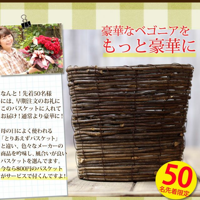 先着50名様には、お花をより豪華に魅せるバスケットが付きます！【送料無料・母の日ギフト】豪華な八重咲・開花期間が長い品種です！完全数量限定・エラチオールベコニア・レベッカ【リーガースベコニアレベッカ】