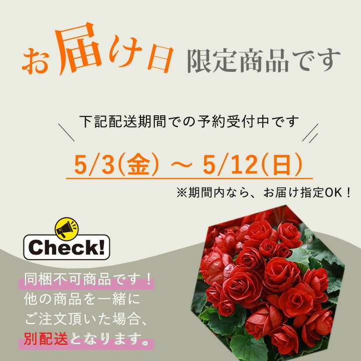 【送料無料・母の日ギフト】豪華な八重咲・開花期間が長い品種です！完全数量限定・エラチオールベコニア・レベッカ【リーガースベコニアレベッカ】