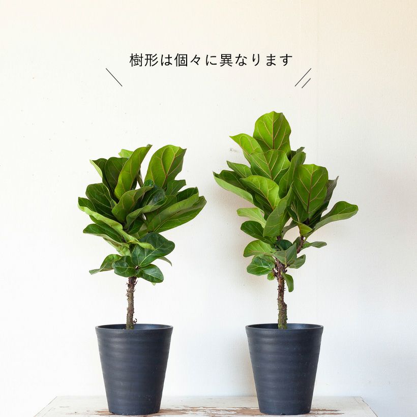 現品 カシワバゴム 柏葉ゴム バンビーノ リナータ 25番 フィカス 特大