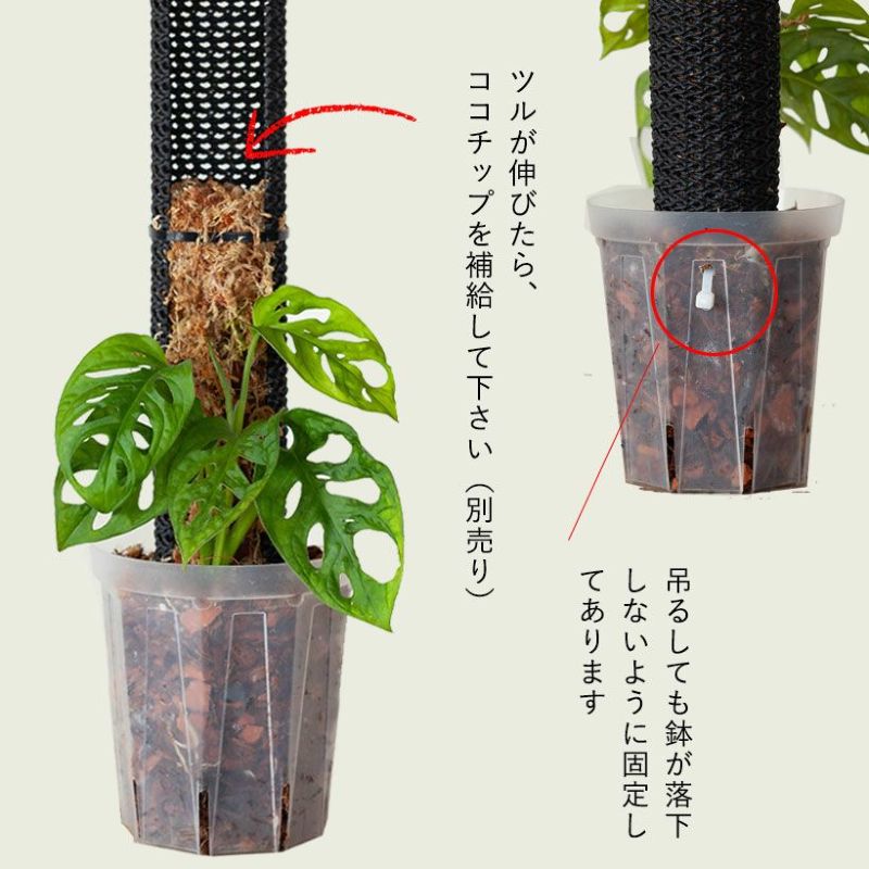 000000008078-06-l.jpg?t=