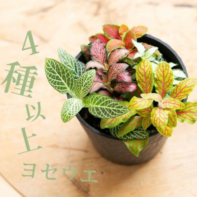 カラフルで美しい！フィットニア宝石箱（鉢カバー付き）