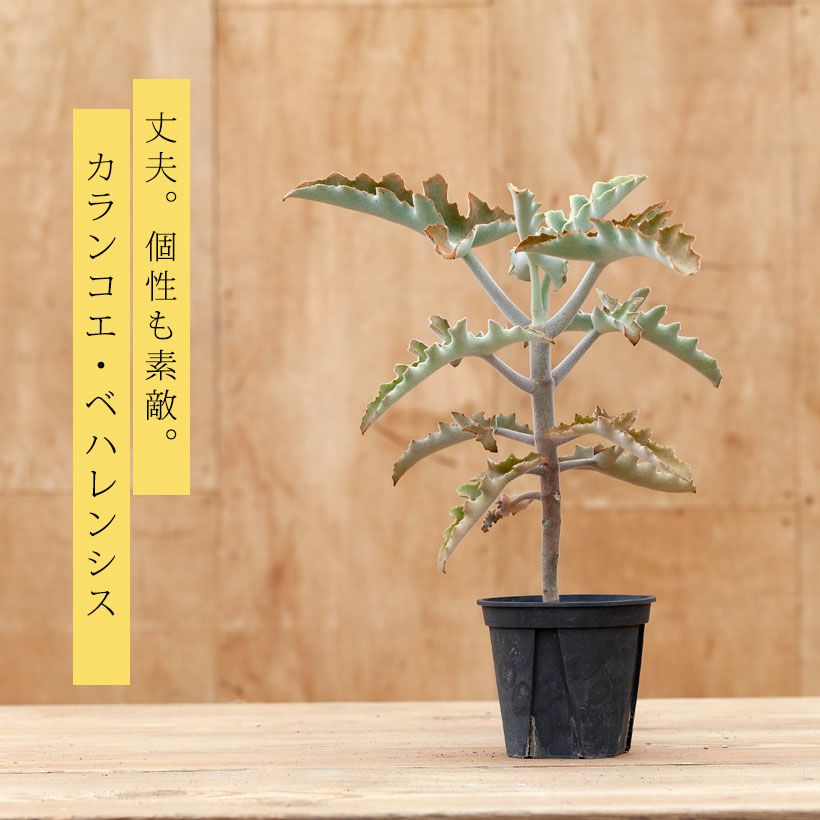 カランコエベハレンシス仙女の舞（Felt bush）育て方付き｜e花屋