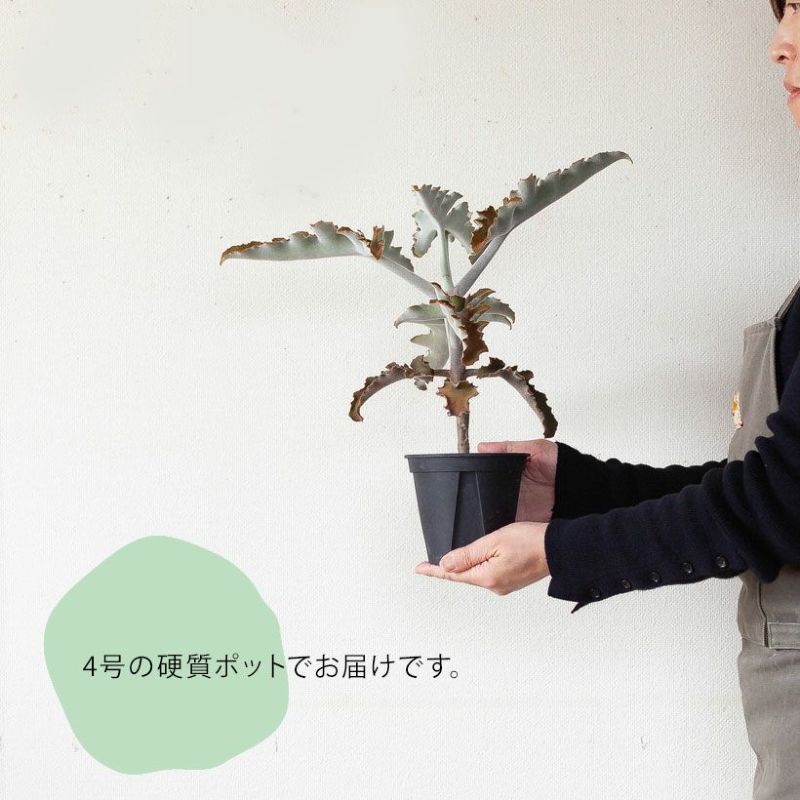 カランコエベハレンシス仙女の舞（Felt bush）育て方付き｜e花屋