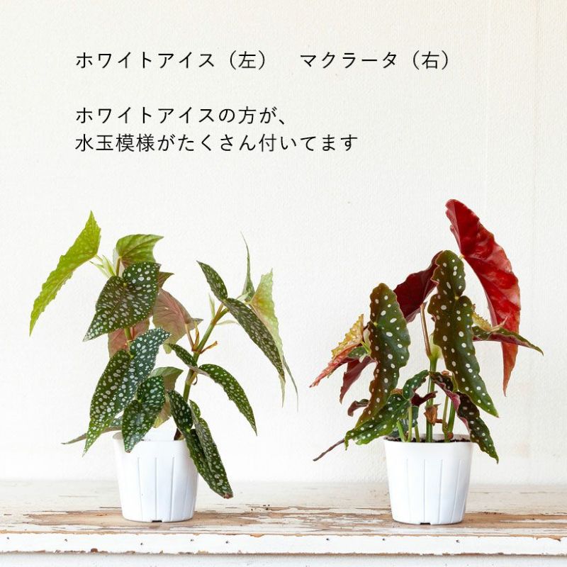 ベゴニア「ホワイトアイス」水玉（ドット）柄人気種2本挿しポット苗