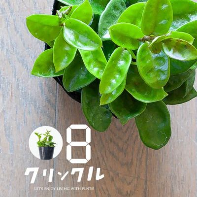 観葉植物『ホヤ』カルノーサ他21種！花、育て方｜サクララン属