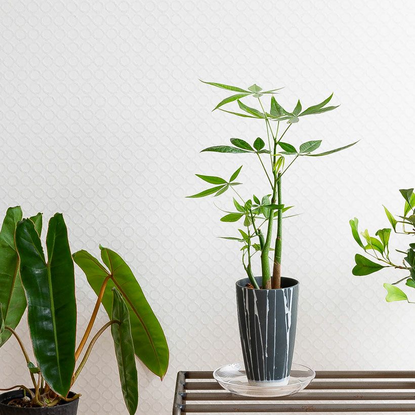 黄色（イエロー）白のストライプ植木鉢。多肉葉植物の植え替えに