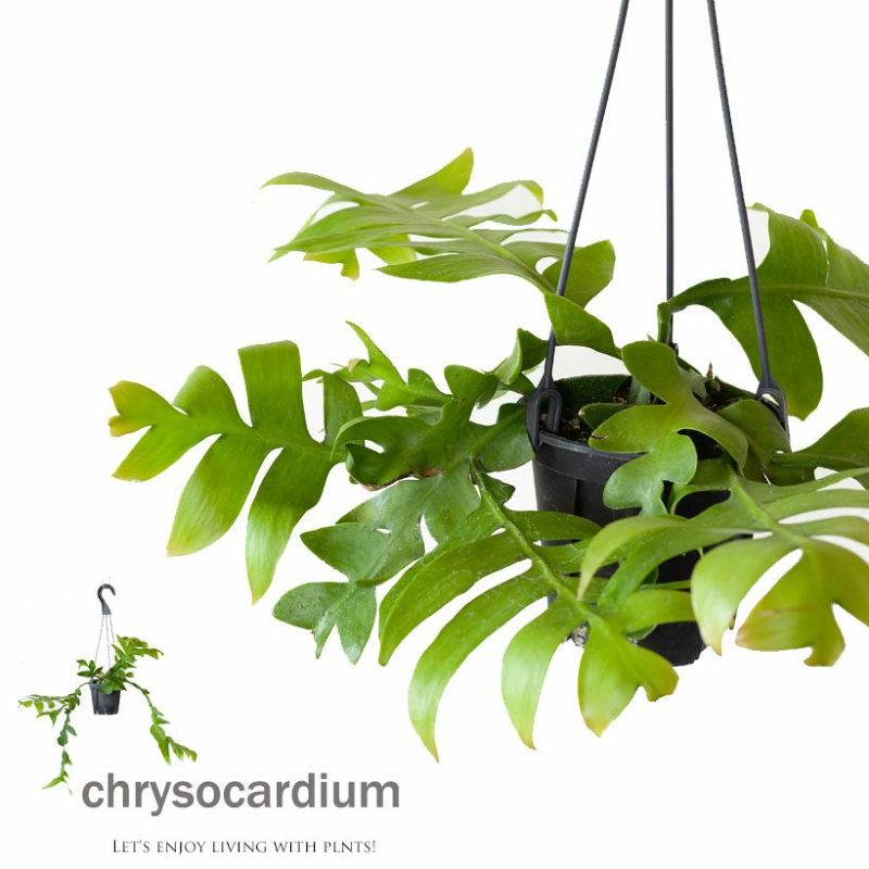 レピスミウムホーレティアナム育て方付き｜吊るす観葉植物e花屋