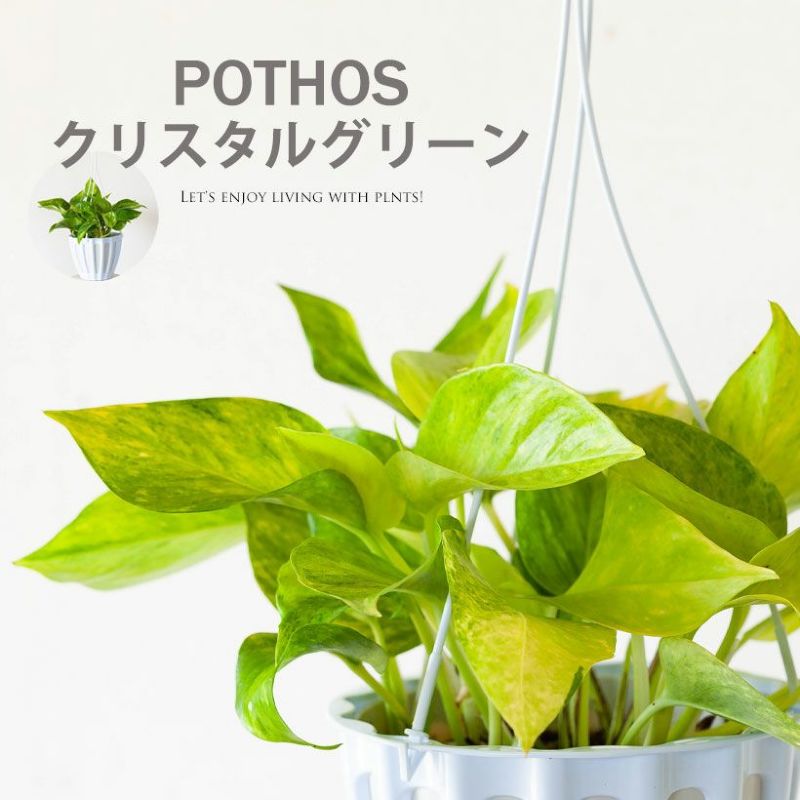ポトスクリスタルグリーン｜テルノワールド希少種ロビン枝変わり